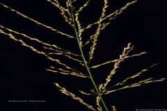 Arundinella nepalensis